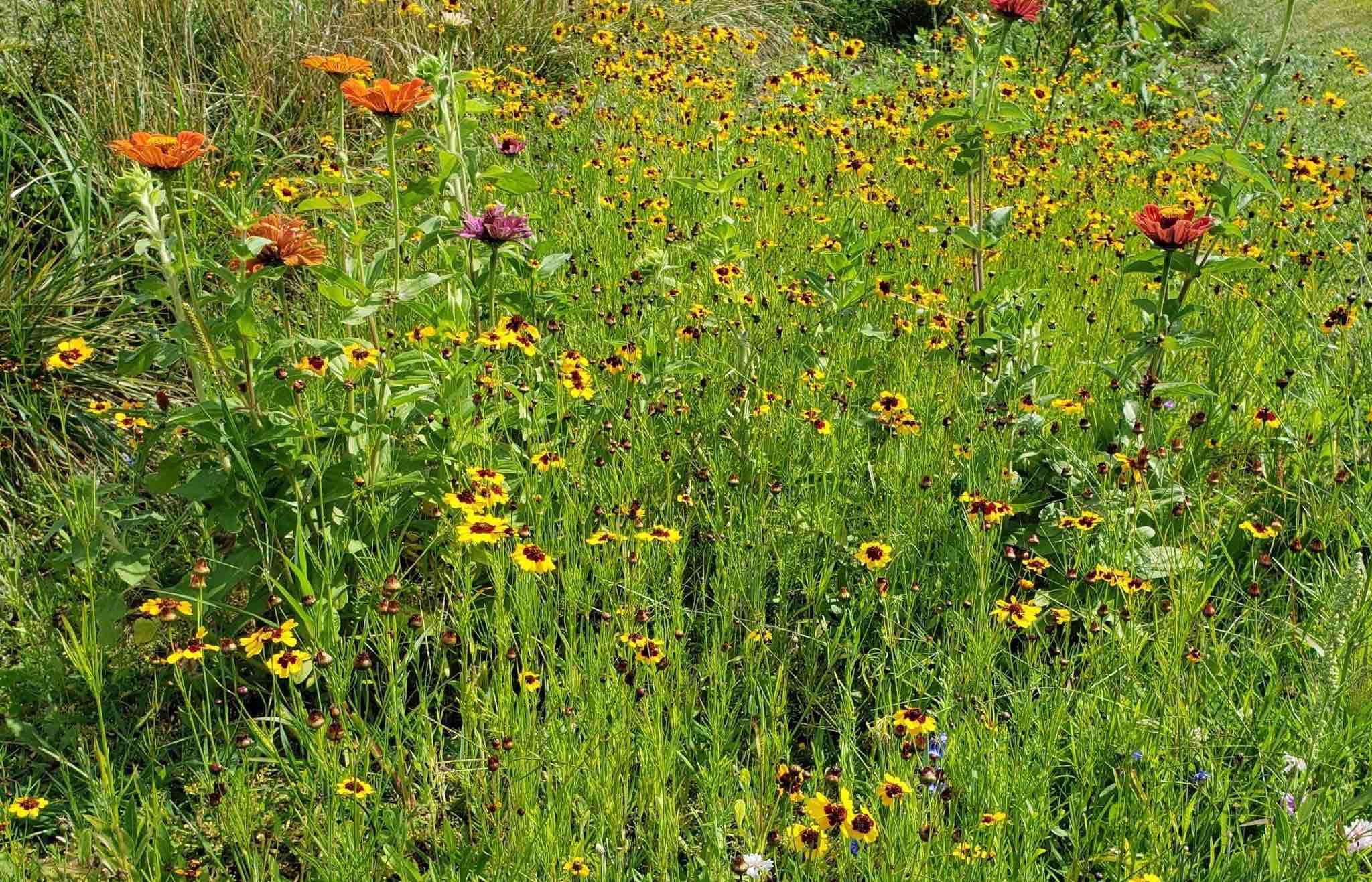 Picture of popular native pollinator plants in a backyard