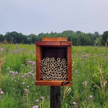 Simple Square Bee House for Native Solitary Bees - Mason and Monarch