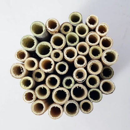 Spring Mason Bee Nesting Tubes - Mason and Monarch