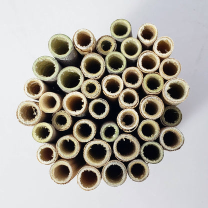 Summer Bee House Nesting Reed Tubes - Mason and Monarch